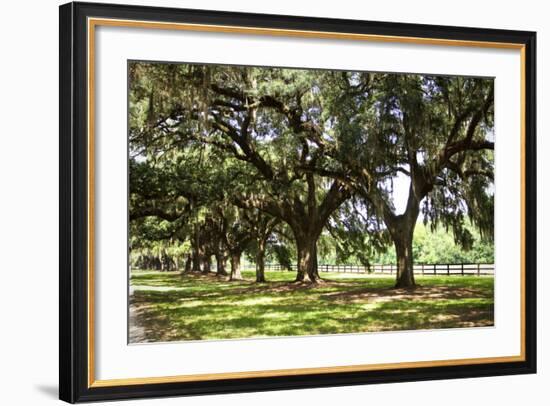 Charleston Oaks 2-Alan Hausenflock-Framed Photographic Print