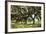 Charleston Oaks 2-Alan Hausenflock-Framed Photographic Print