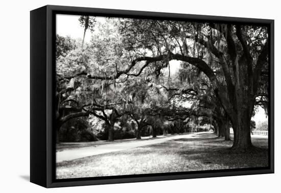 Charleston Oaks 9-Alan Hausenflock-Framed Premier Image Canvas