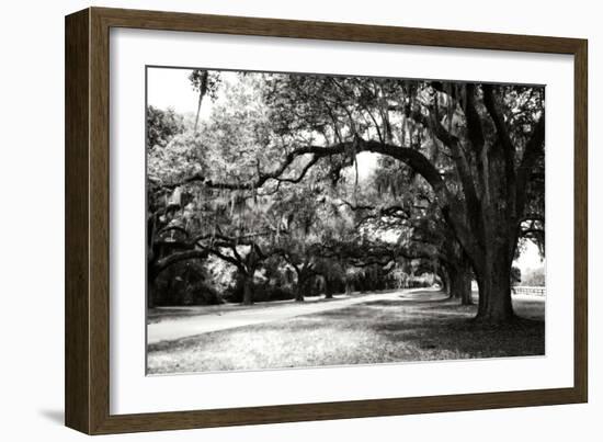 Charleston Oaks 9-Alan Hausenflock-Framed Photographic Print