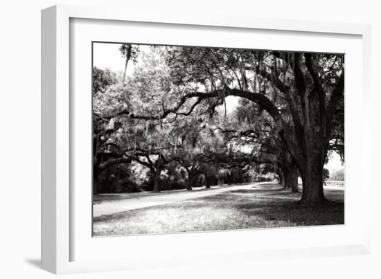 Charleston Oaks 9-Alan Hausenflock-Framed Photographic Print