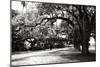 Charleston Oaks 9-Alan Hausenflock-Mounted Photographic Print