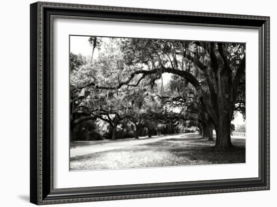 Charleston Oaks 9-Alan Hausenflock-Framed Photographic Print