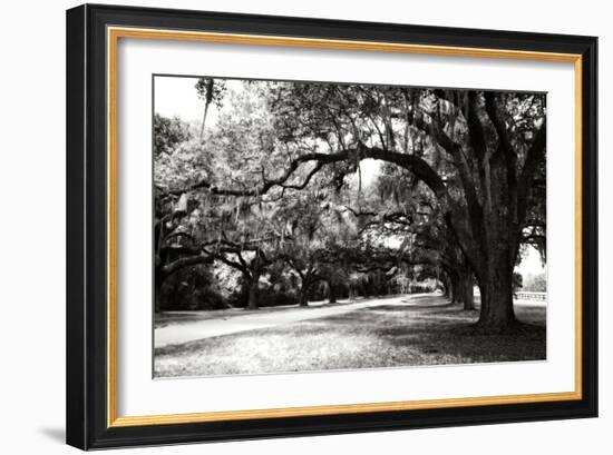 Charleston Oaks 9-Alan Hausenflock-Framed Photographic Print