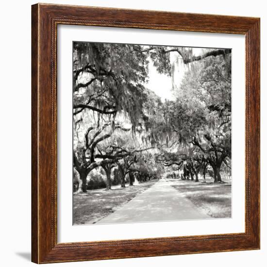 Charleston Oaks Sq X-Alan Hausenflock-Framed Photographic Print