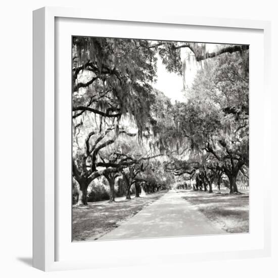 Charleston Oaks Sq X-Alan Hausenflock-Framed Photographic Print