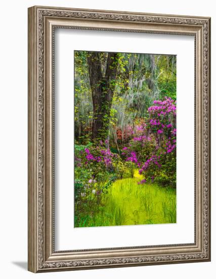 Charleston Plantation-Steven Maxx-Framed Photographic Print