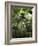 Charleston, South Caorlina, USA-Ethel Davies-Framed Photographic Print