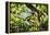 Charleston Villa Garden With Live Oak Tree-George Oze-Framed Premier Image Canvas