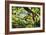 Charleston Villa Garden With Live Oak Tree-George Oze-Framed Photographic Print