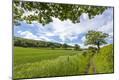 Photographic Print