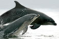 Dolphin watchers being eye balled by two leaping bottlenose dolphin (Tursiops truncatus truncatus)-Charlie Philips-Premier Image Canvas