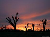 Storm Damaged Trees Silhouetted against the Setting Sun, Greensburg, Kansas, c.2007-Charlie Riedel-Photographic Print