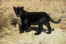 Black Jaguar (Panthera Onca) Kitten, Captive-Charlie Summers-Photographic Print
