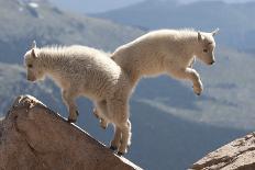 Juvenile Rocky Mountain Goats (Oreamnos Americanus) Playing on the Top of a Rocky Outcrop-Charlie Summers-Photographic Print