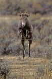 Rocky Mountain Bighorn Sheep (Ovis Canadensis) Female Jumping Barbed Wire Fence, Montana, USA-Charlie Summers-Premier Image Canvas