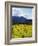 Charlock at Robert Mondavi Winery, Napa Valley, Usa-Hendrik Holler-Framed Photographic Print