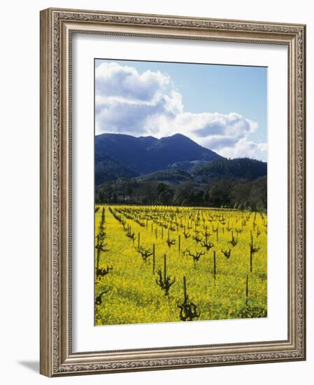 Charlock at Robert Mondavi Winery, Napa Valley, Usa-Hendrik Holler-Framed Photographic Print