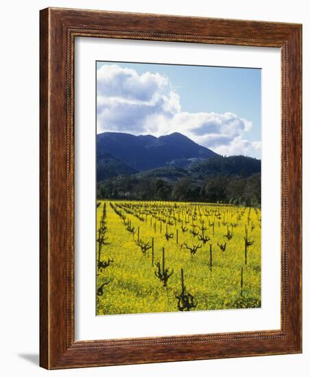 Charlock at Robert Mondavi Winery, Napa Valley, Usa-Hendrik Holler-Framed Photographic Print