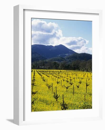 Charlock at Robert Mondavi Winery, Napa Valley, Usa-Hendrik Holler-Framed Photographic Print