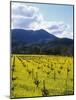 Charlock at Robert Mondavi Winery, Napa Valley, Usa-Hendrik Holler-Mounted Photographic Print