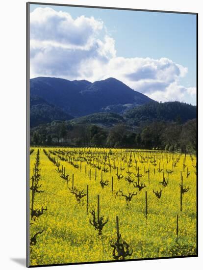 Charlock at Robert Mondavi Winery, Napa Valley, Usa-Hendrik Holler-Mounted Photographic Print