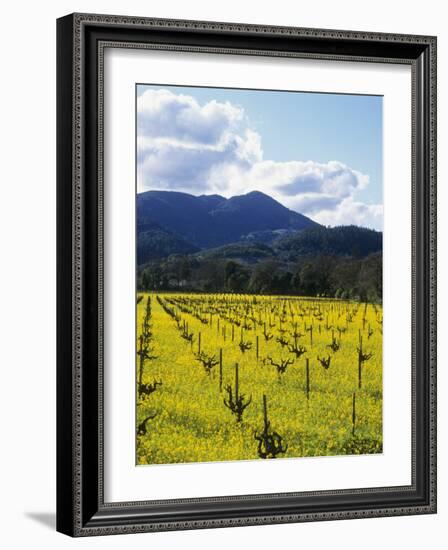 Charlock at Robert Mondavi Winery, Napa Valley, Usa-Hendrik Holler-Framed Photographic Print