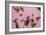 Charm on Pink painting-Helen White-Framed Giclee Print