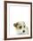 Charming Canine-Assaf Frank-Framed Giclee Print