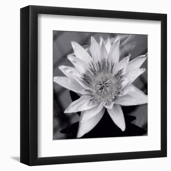 Charming Waterlily-Richard Sutton-Framed Art Print