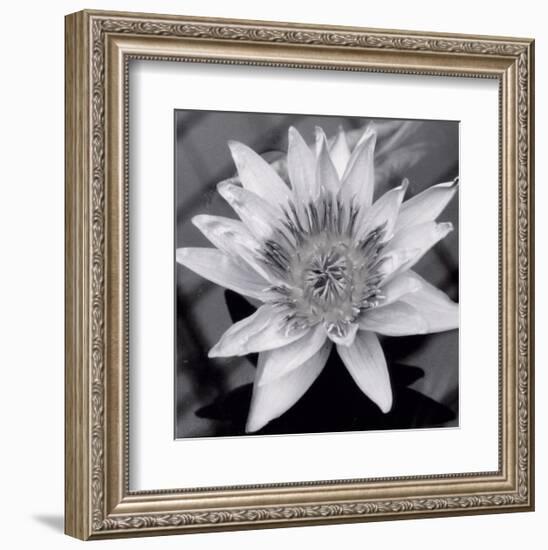 Charming Waterlily-Richard Sutton-Framed Art Print