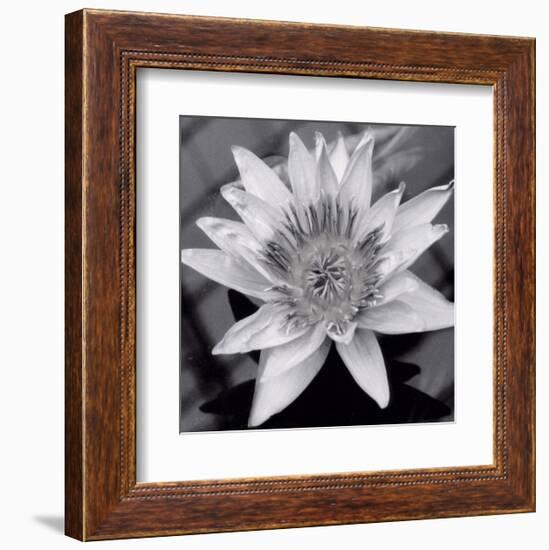 Charming Waterlily-Richard Sutton-Framed Art Print