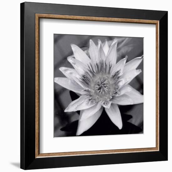 Charming Waterlily-Richard Sutton-Framed Art Print