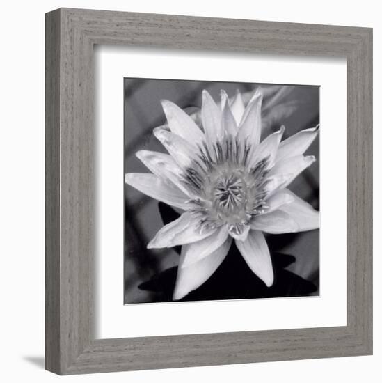 Charming Waterlily-Richard Sutton-Framed Art Print