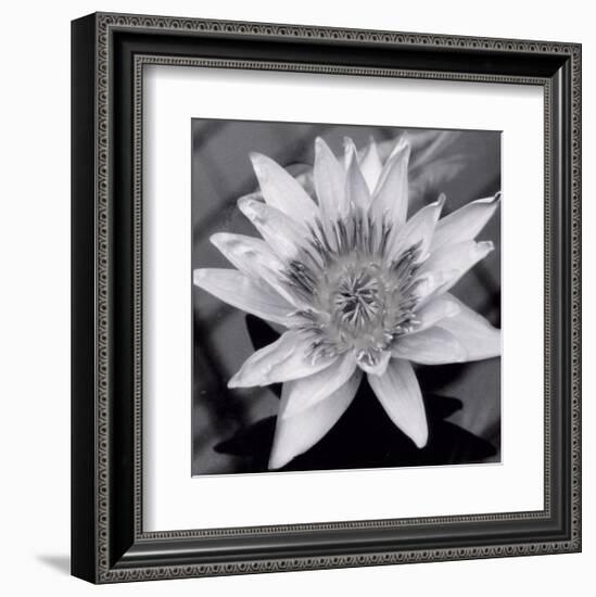 Charming Waterlily-Richard Sutton-Framed Art Print