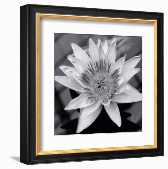 Charming Waterlily-Richard Sutton-Framed Art Print