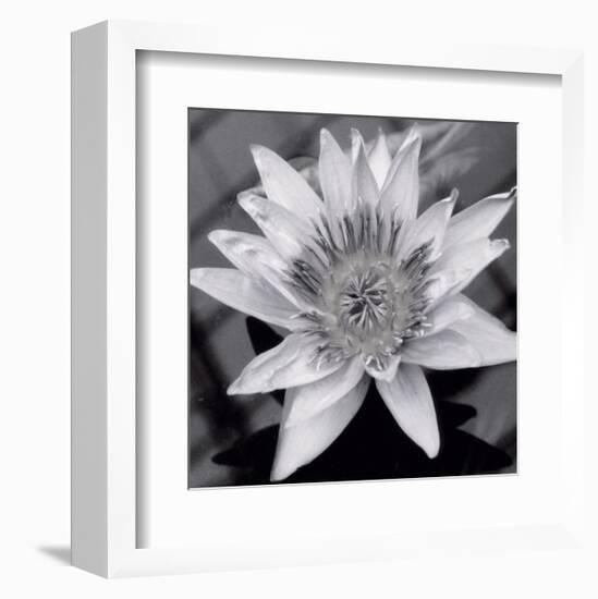 Charming Waterlily-Richard Sutton-Framed Art Print