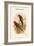 Charmosyna Stellae - Stella Parakeet-John Gould-Framed Art Print