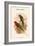 Charmosyna Stellae - Stella Parakeet-John Gould-Framed Art Print