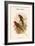 Charmosyna Stellae - Stella Parakeet-John Gould-Framed Art Print