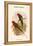 Charmosyna Stellae - Stella Parakeet-John Gould-Framed Stretched Canvas