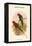 Charmosyna Stellae - Stella Parakeet-John Gould-Framed Stretched Canvas