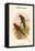 Charmosyna Stellae - Stella Parakeet-John Gould-Framed Stretched Canvas