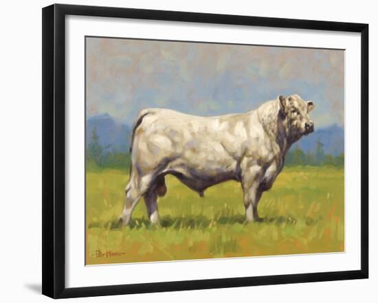 Charolais Bull-Peter Munro-Framed Premium Giclee Print