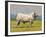 Charolais Bull-Peter Munro-Framed Premium Giclee Print