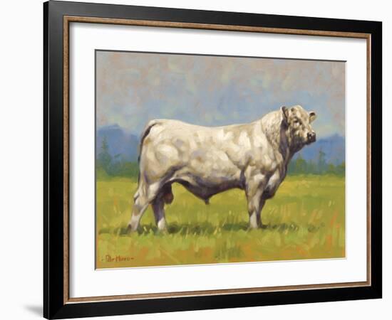 Charolais Bull-Peter Munro-Framed Premium Giclee Print