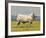 Charolais Bull-Peter Munro-Framed Premium Giclee Print