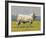 Charolais Bull-Peter Munro-Framed Premium Giclee Print