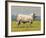 Charolais Bull-Peter Munro-Framed Premium Giclee Print