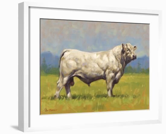 Charolais Bull-Peter Munro-Framed Premium Giclee Print